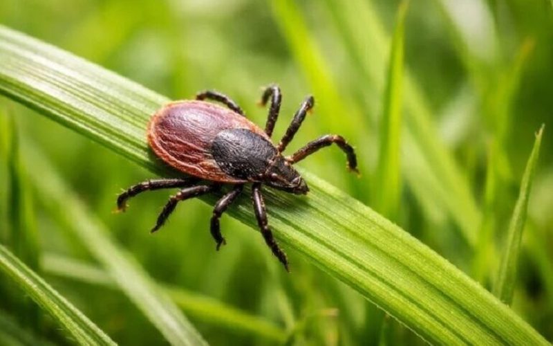 С начала осени от укусов клещей в Самарской области пострадали 440 человек — Самарское информбюро